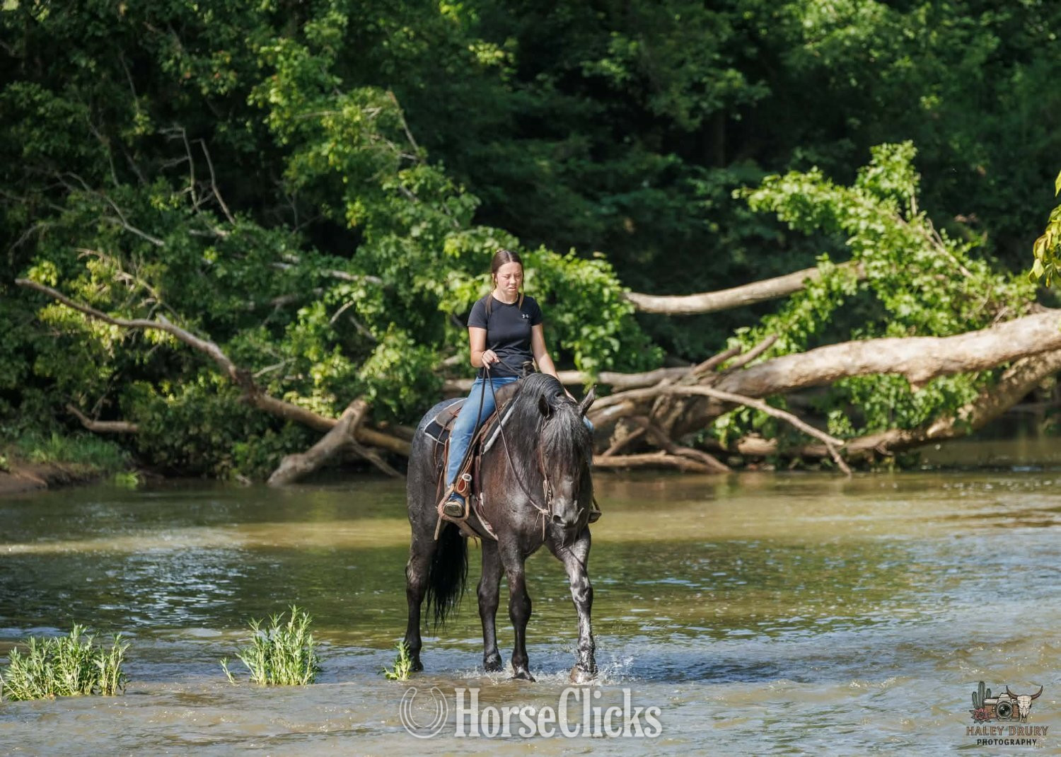 "Beaumont " Blue Roan Gelding Percheron