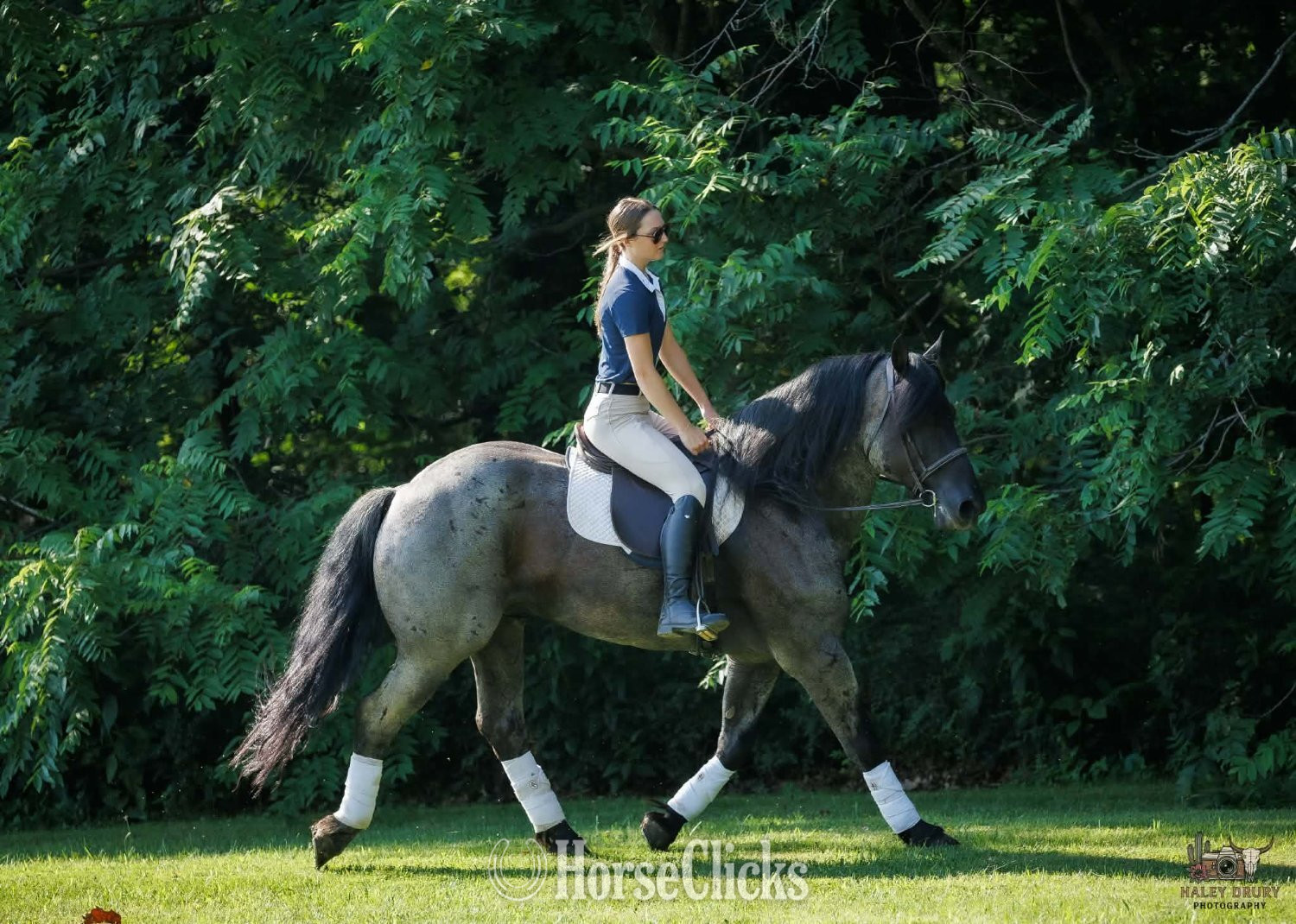 "Beaumont " Blue Roan Gelding Percheron - Percheron in Kentucky