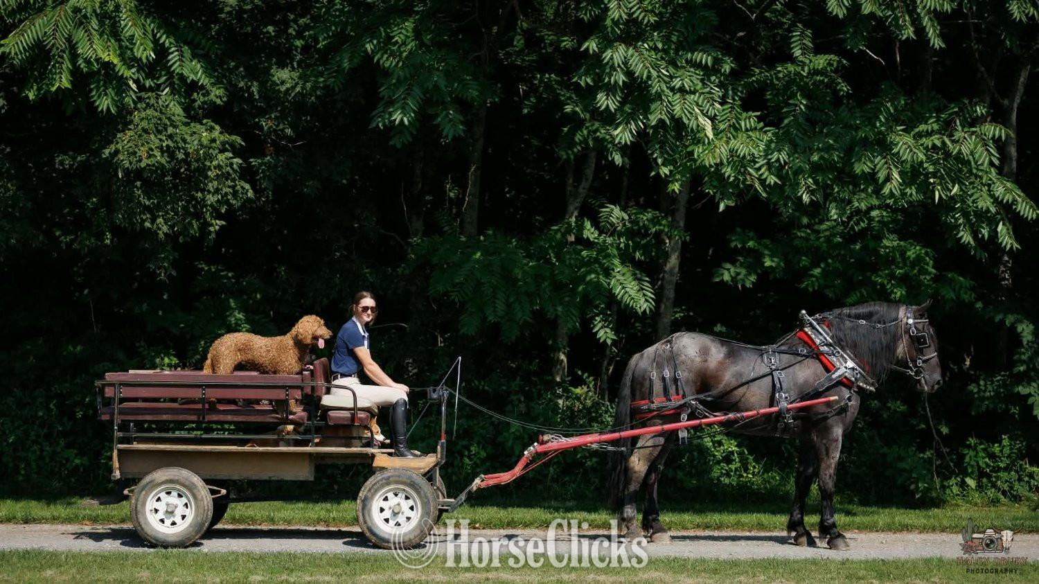 "Beaumont " Blue Roan Gelding Percheron - Percheron