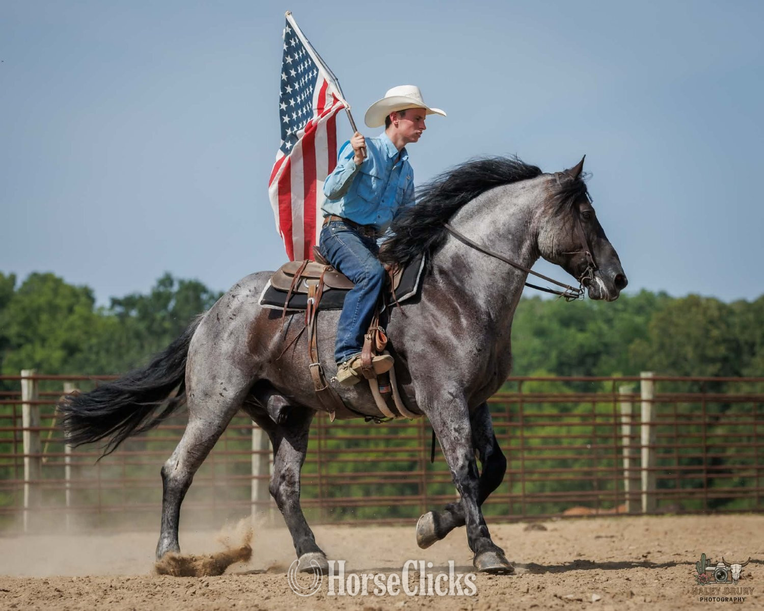 Percheron - "Beaumont " Blue Roan Gelding Percheron in Kentucky