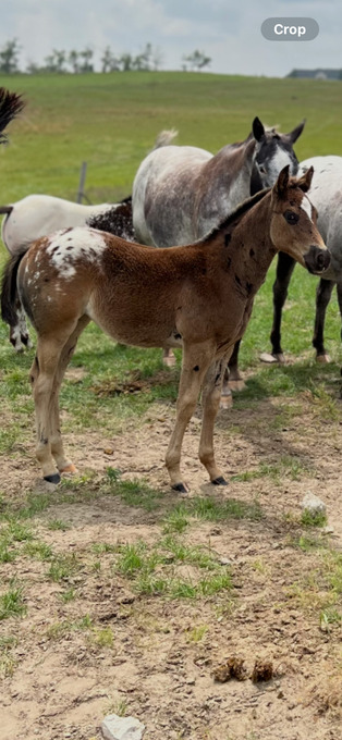"Netty Filly" Black Filly Appaloosa