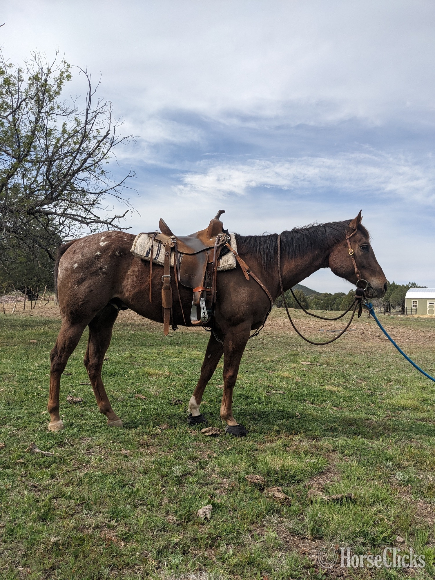 "Heart Blues Razz (Jet)" Chestnut Gelding Appaloosa in Arizona