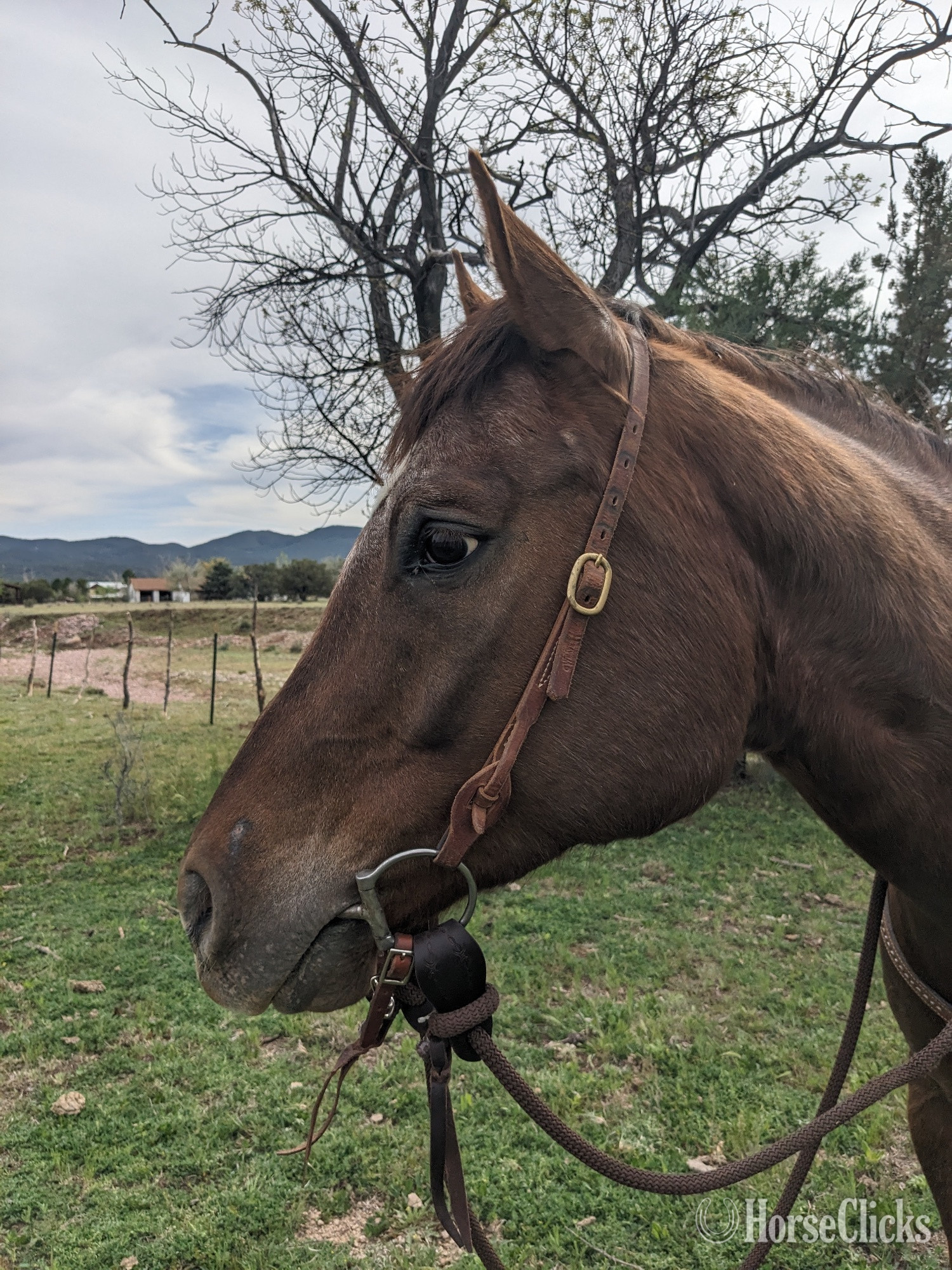 "Heart Blues Razz (Jet)" Chestnut Gelding Appaloosa