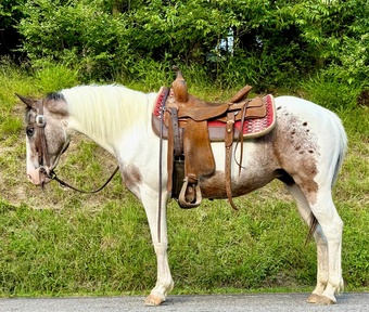 "Patches"  Mare Paint