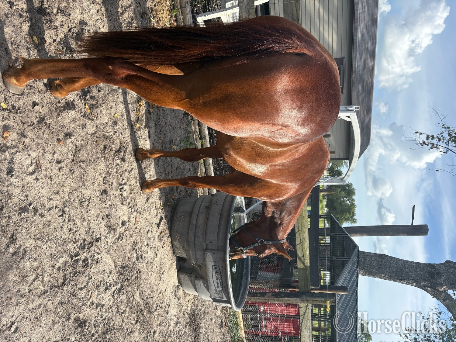 "Whiskey" Sorrel Gelding Quarter Horse in Florida