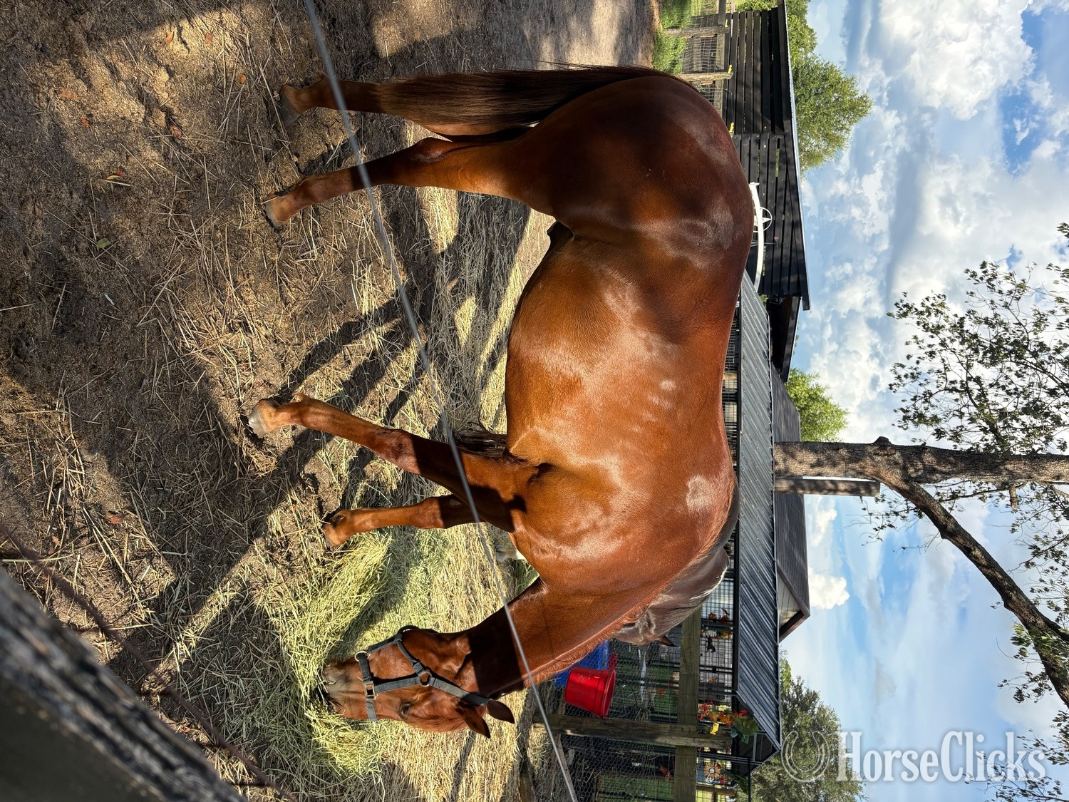 "Whiskey" Sorrel Gelding Quarter Horse
