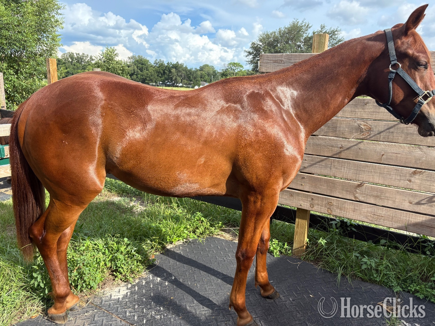 Florida "Whiskey" Sorrel Gelding Quarter Horse