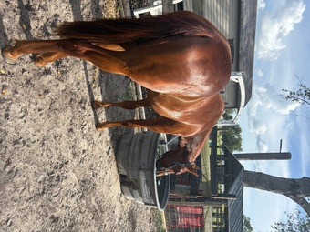 "Whiskey" Sorrel Gelding Quarter Horse