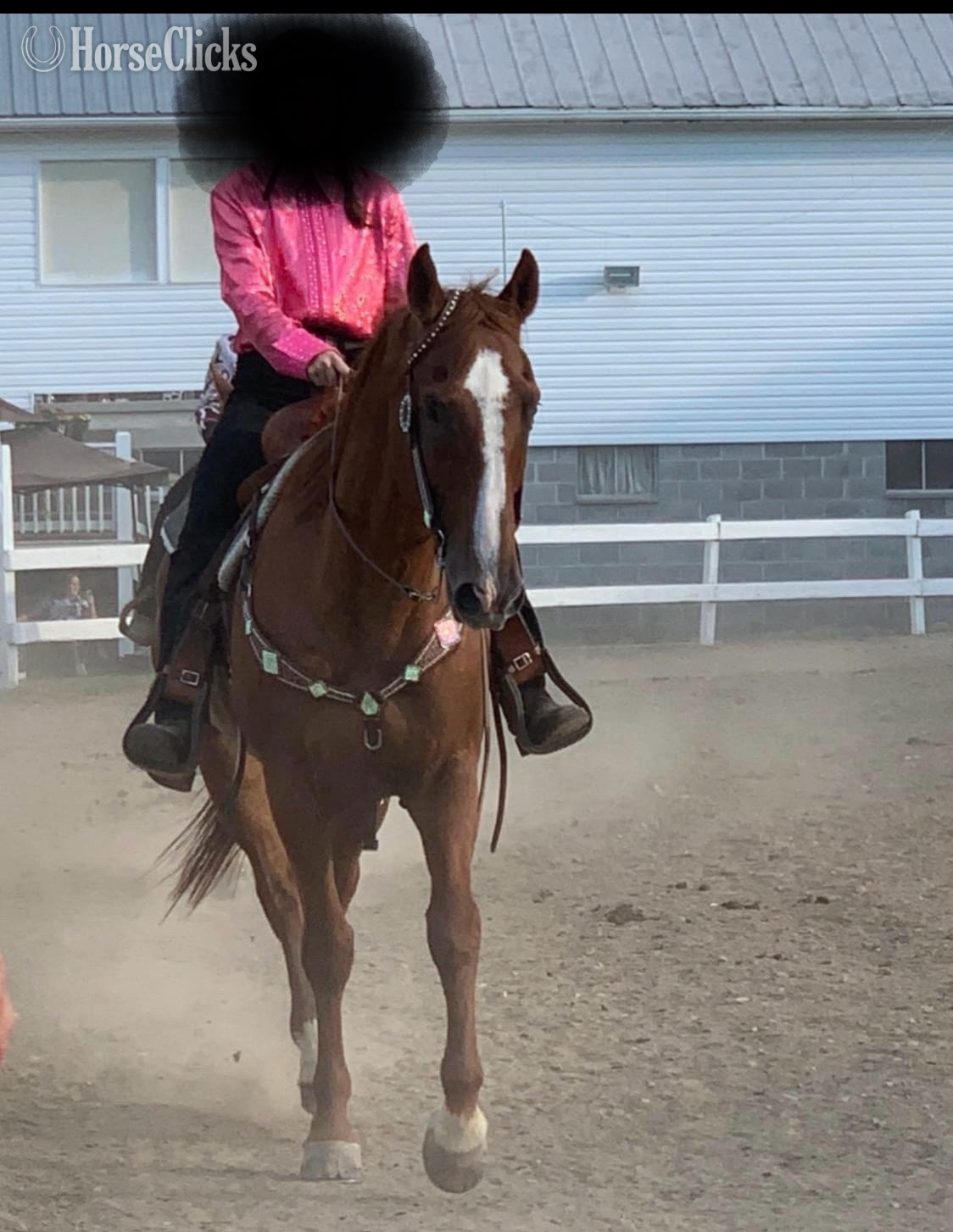 "Moose" Chestnut Gelding Quarter Horse in West Virginia