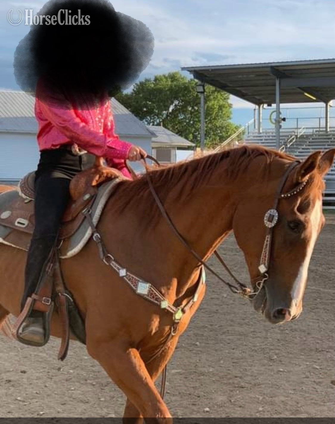 "Moose" Chestnut Gelding Quarter Horse