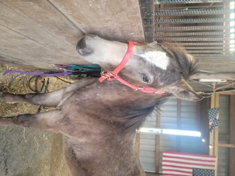 "Ghost" Buckskin Filly POA