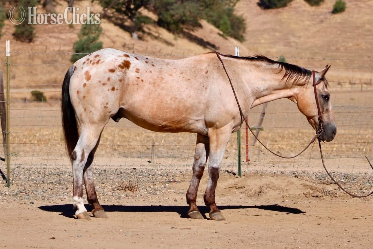"GOOSEBUMPS" Buckskin Gelding Appaloosa in California