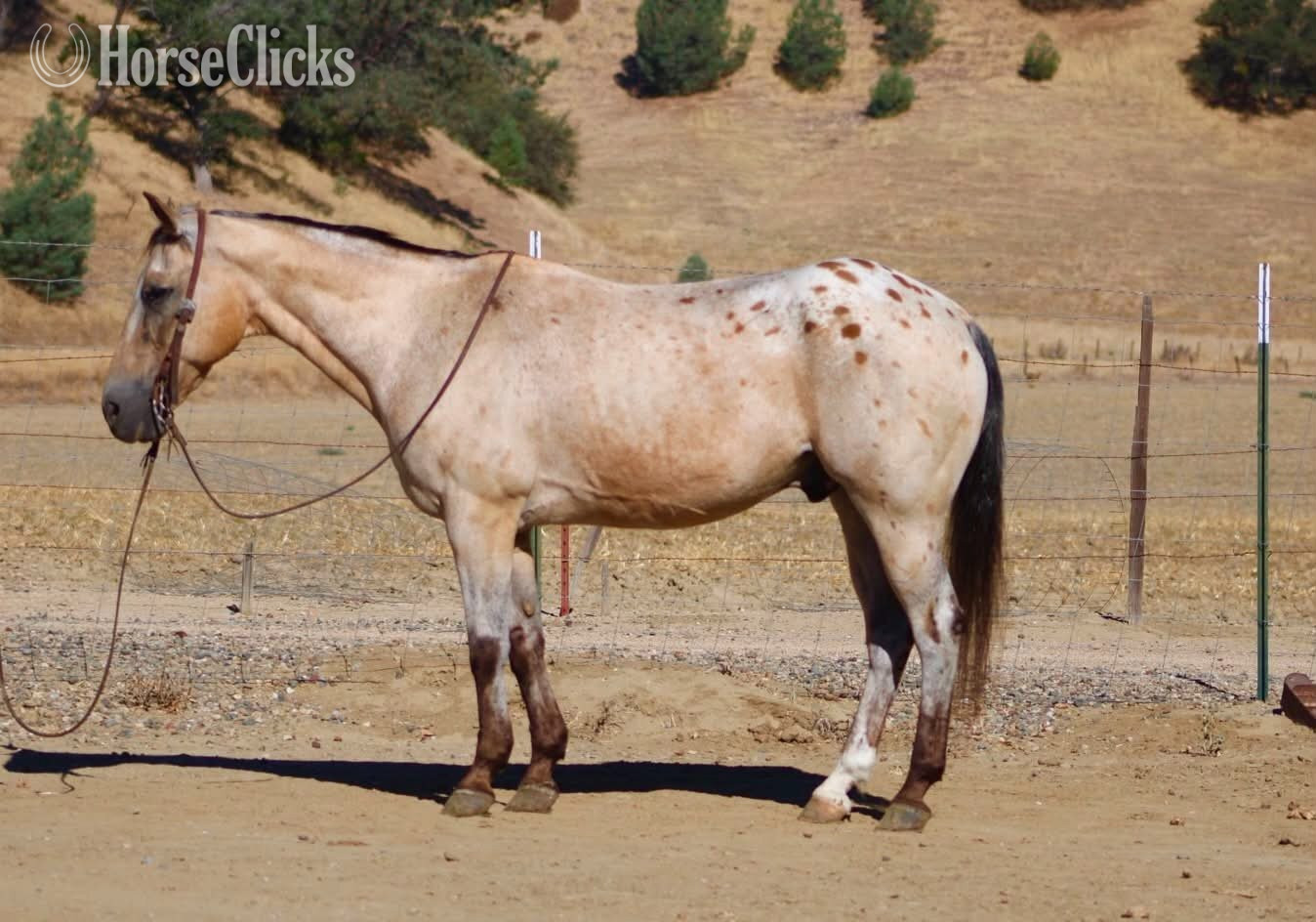 "GOOSEBUMPS" Buckskin Gelding Appaloosa