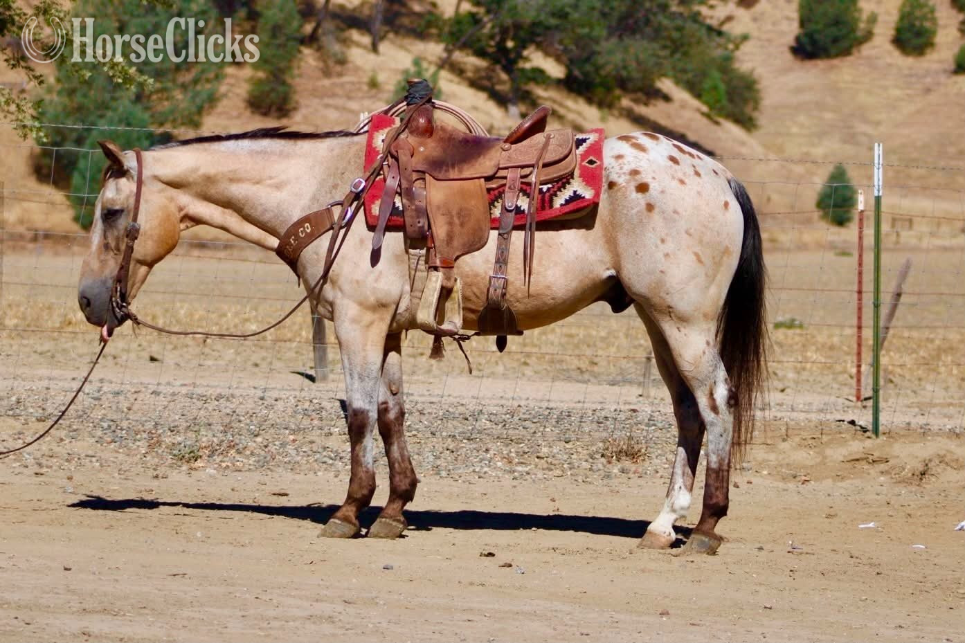 "GOOSEBUMPS" Buckskin Gelding Appaloosa - Appaloosa in California