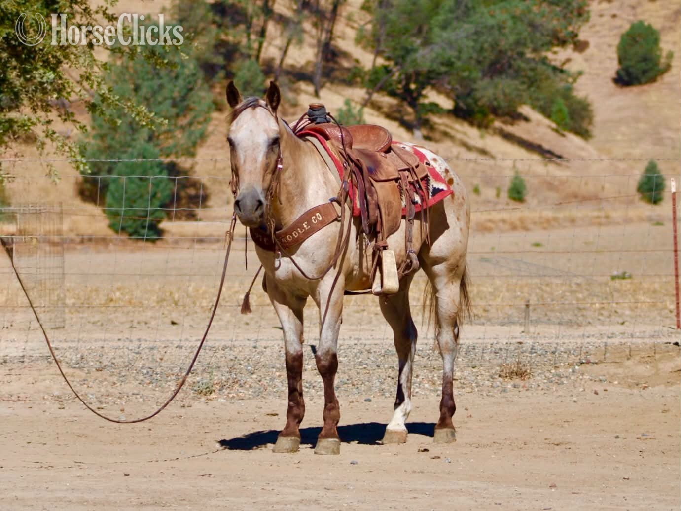 "GOOSEBUMPS" Buckskin Gelding Appaloosa - Appaloosa