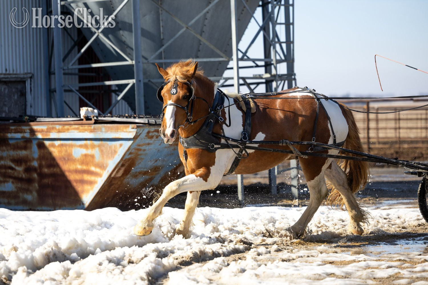 "Maynard" Pinto Gelding Draft