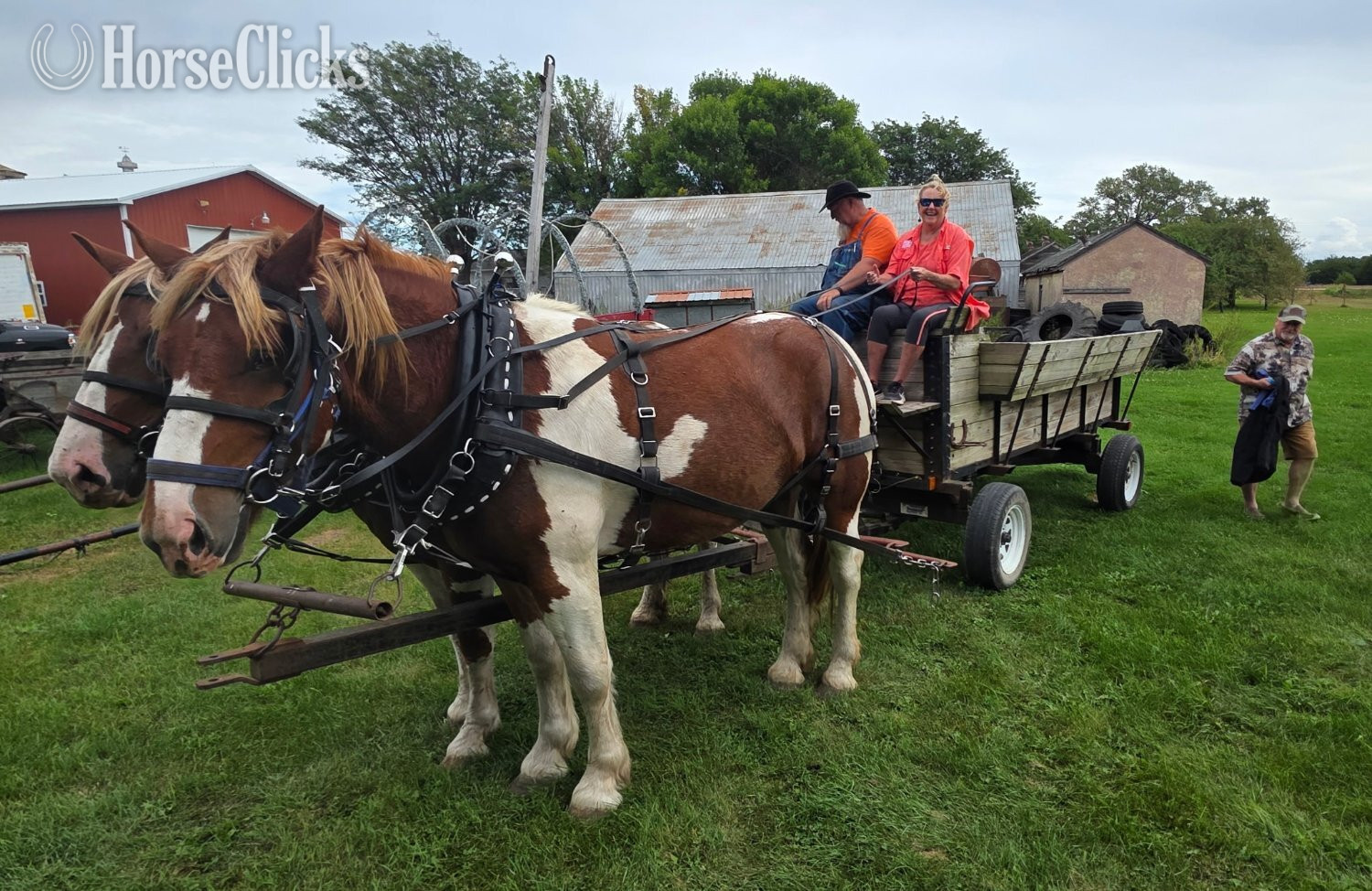 Minnesota "Maynard" Pinto Gelding Draft