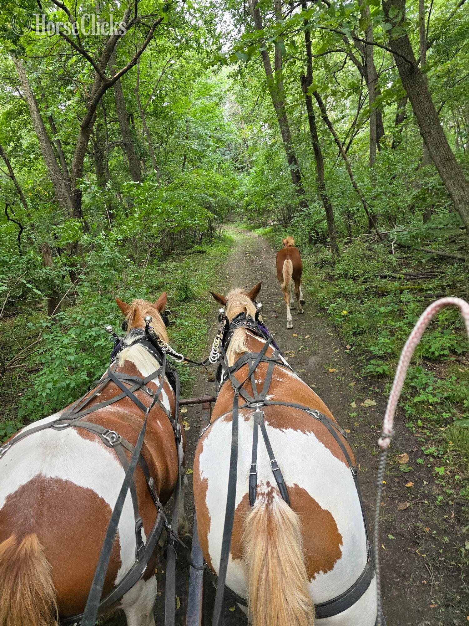 "Maynard" Pinto Gelding Draft - Draft in Minnesota