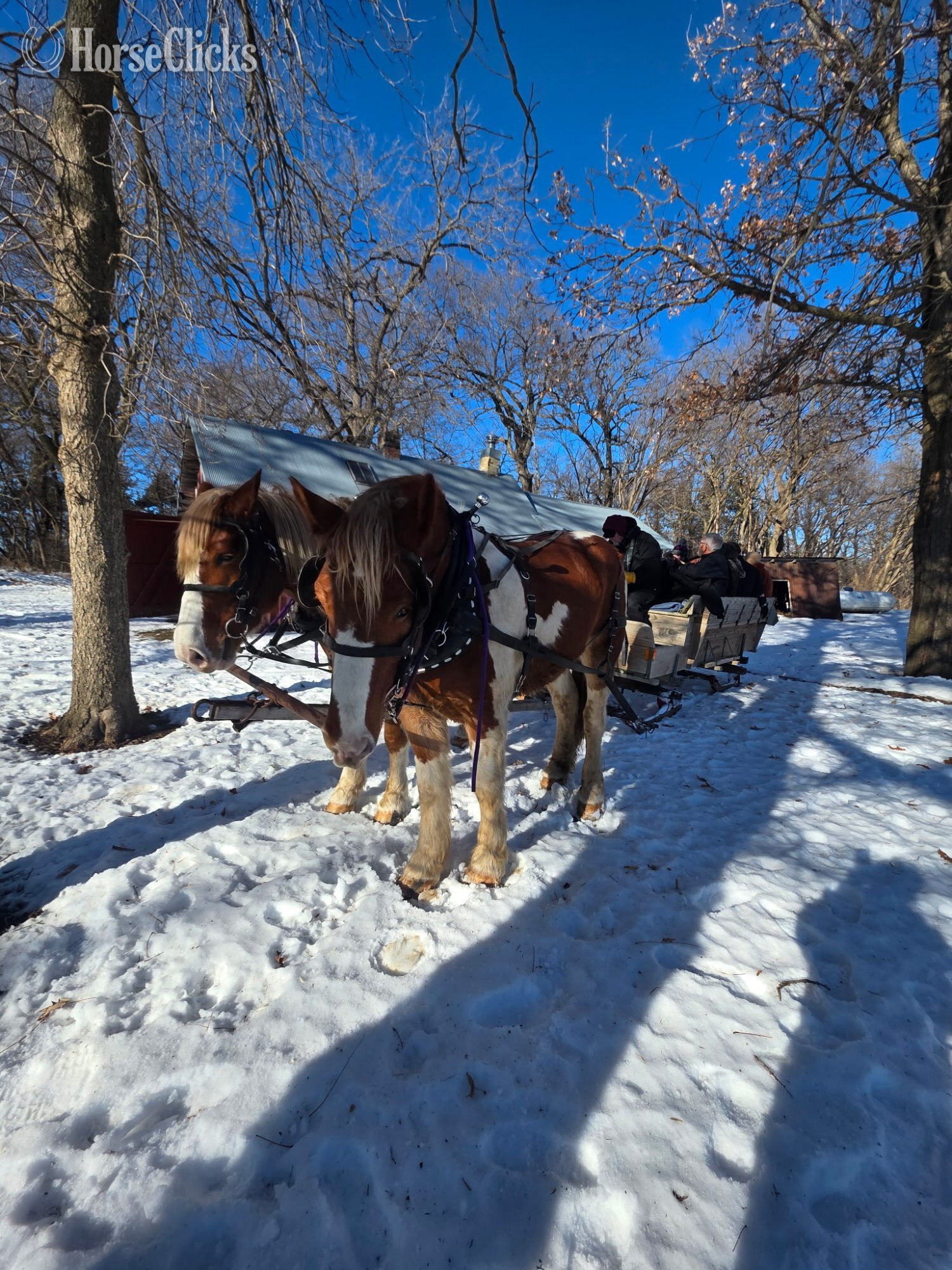 "Maynard" Pinto Gelding Draft Minnesota