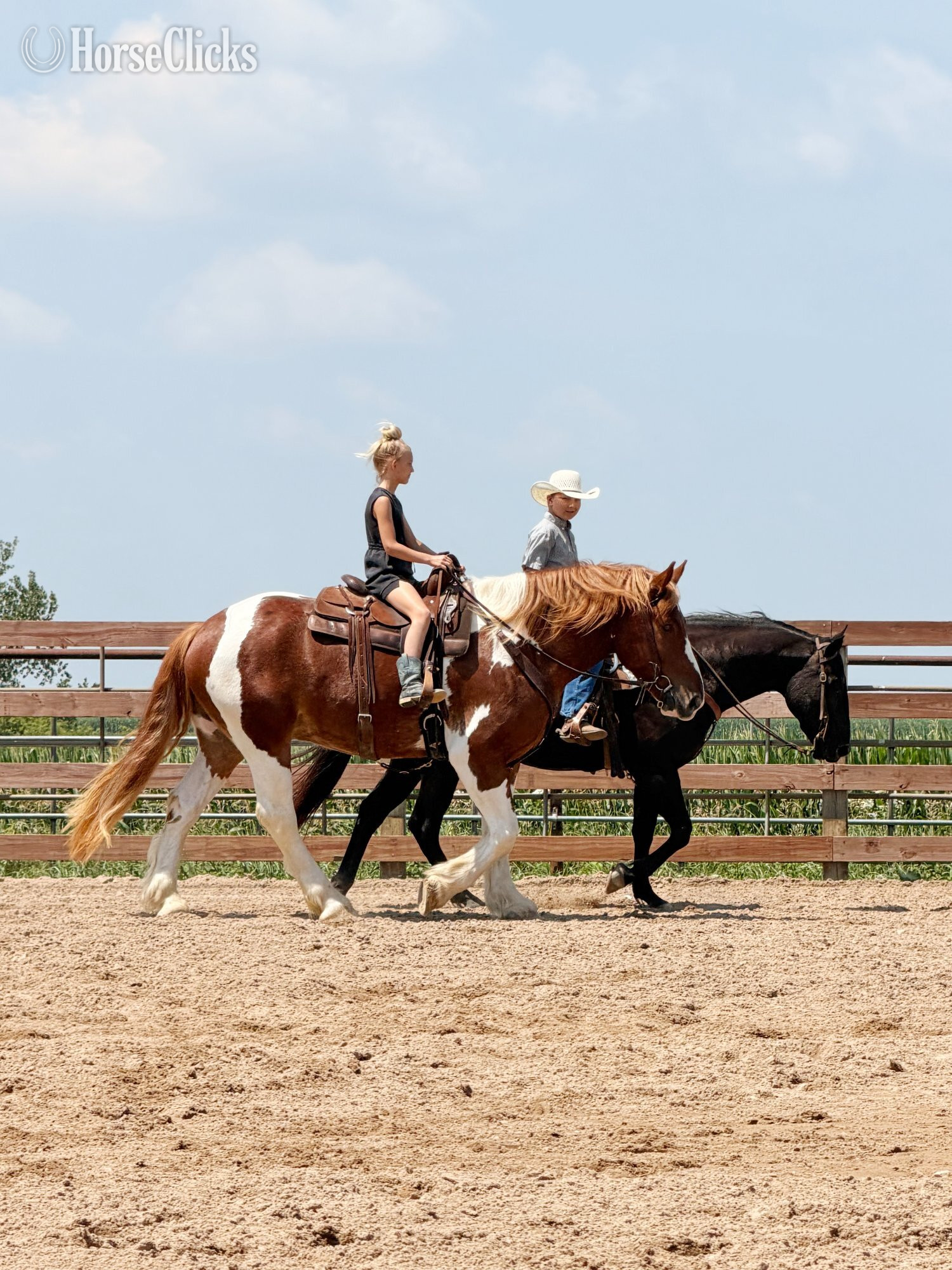 Draft - "Maynard" Pinto Gelding Draft in Minnesota