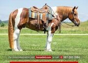 "Maynard" Pinto Gelding Draft