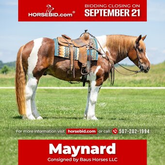 "Maynard" Pinto Gelding Draft