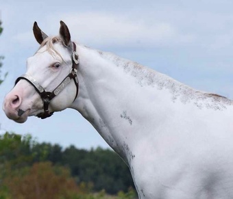 "Escape To Vegas" Sorrel Stallion Paint