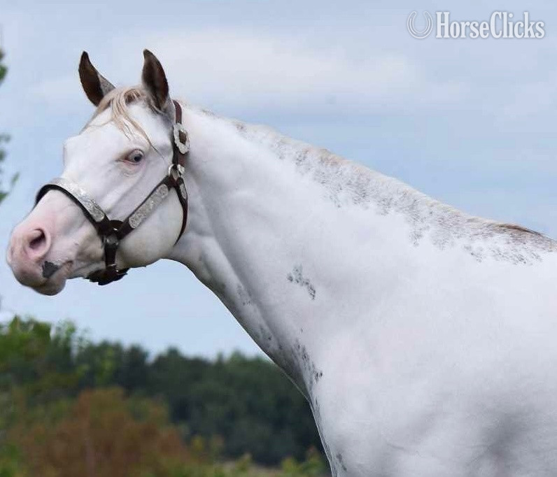 "Escape To Vegas" Sorrel Stallion Paint in Maryland