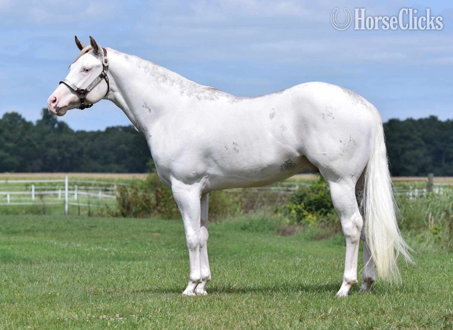 "Escape To Vegas" Sorrel Stallion Paint