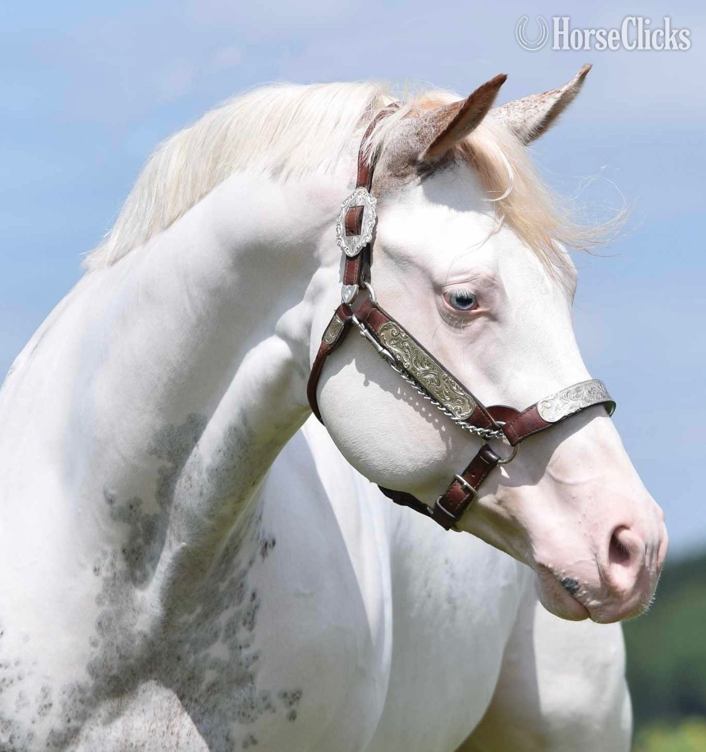 "Escape To Vegas" Sorrel Stallion Paint - Paint in Maryland