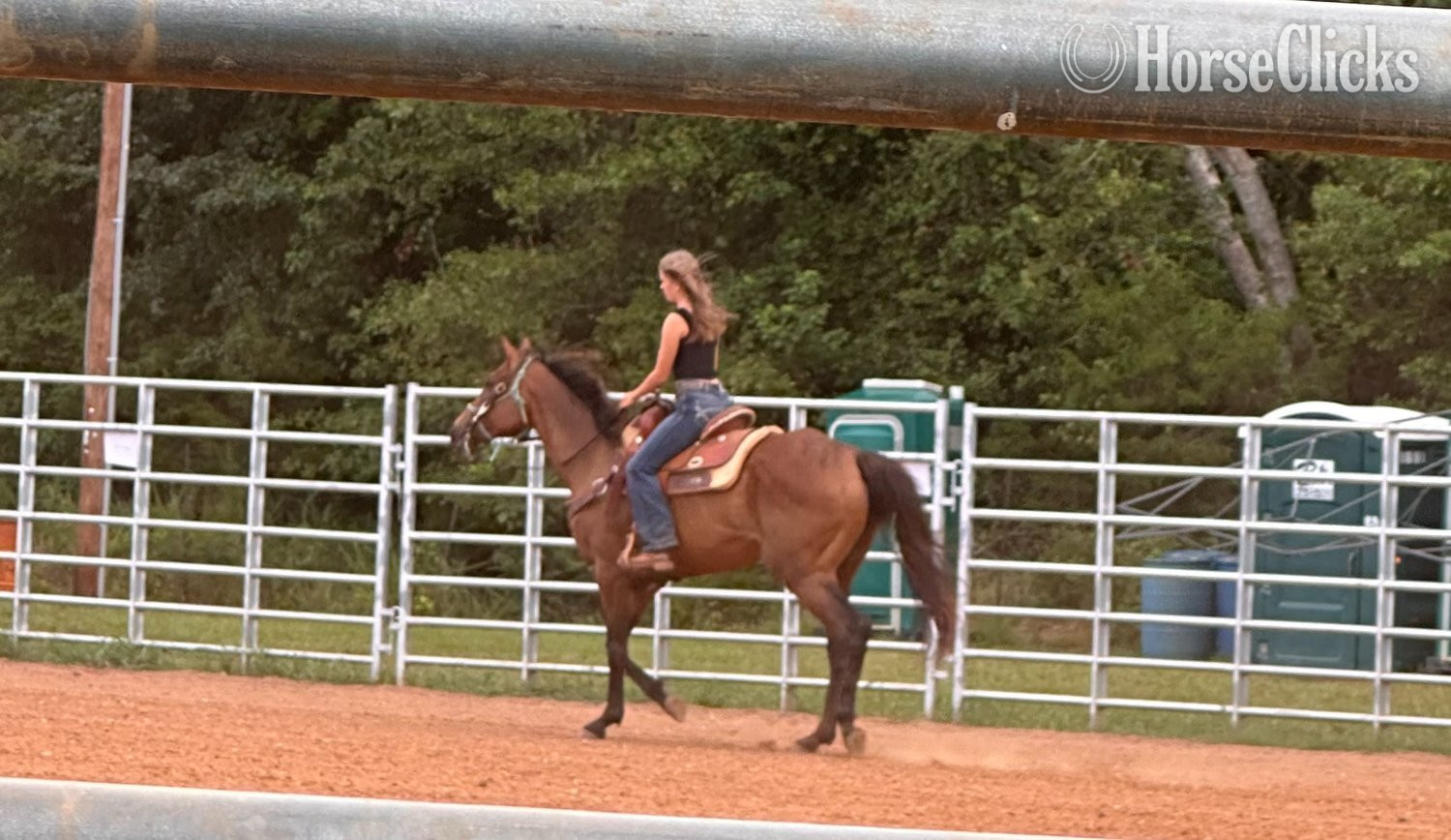 "Willow" Bay Mare Appendix in South Carolina
