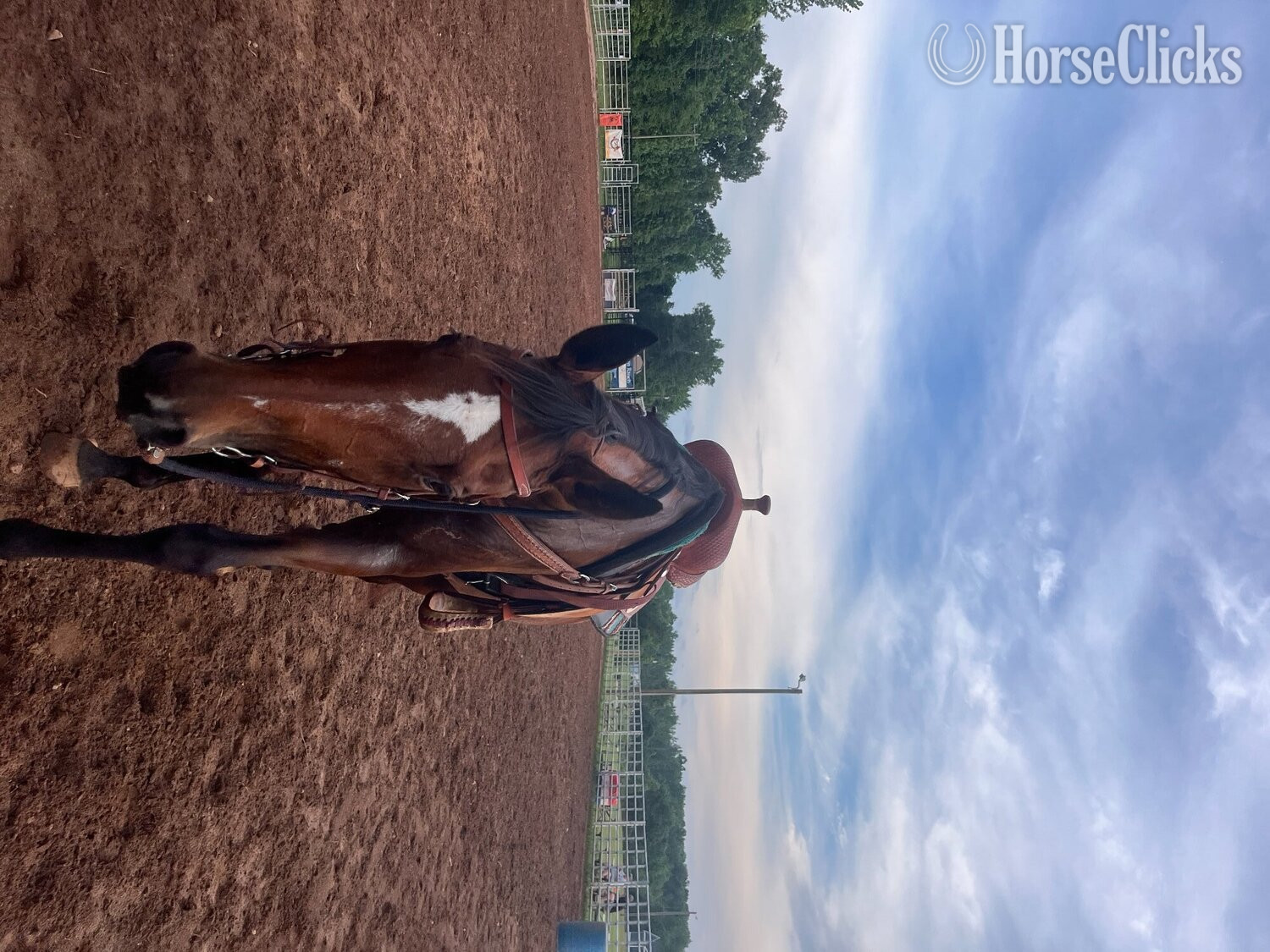 "Willow" Bay Mare Appendix
