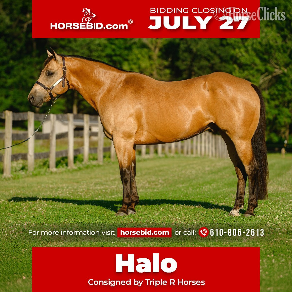"Halo" Buckskin Gelding Quarter Horse in Pennsylvania
