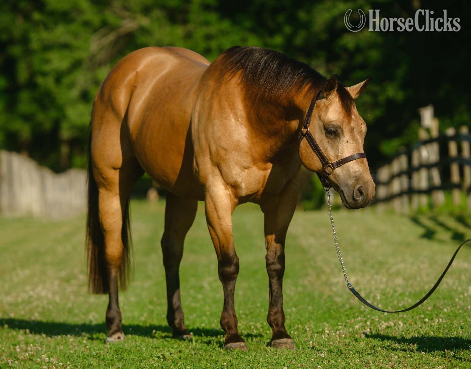 "Halo" Buckskin Gelding Quarter Horse