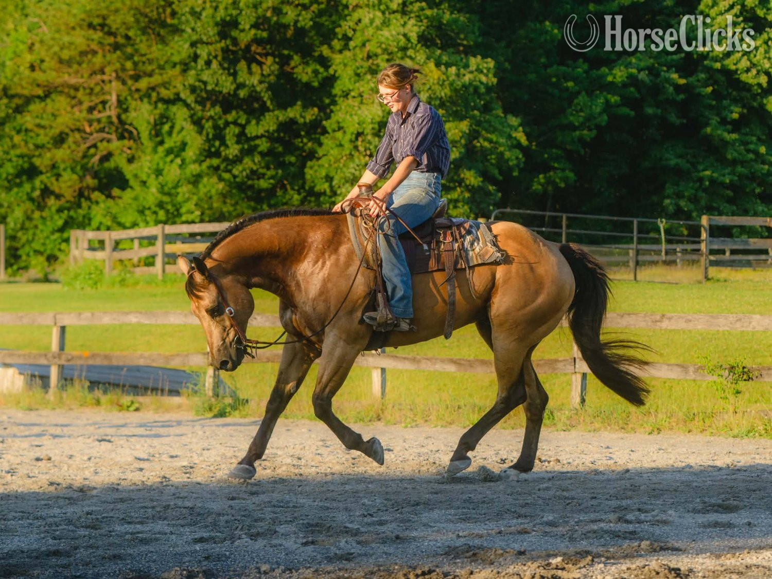 Pennsylvania "Halo" Buckskin Gelding Quarter Horse