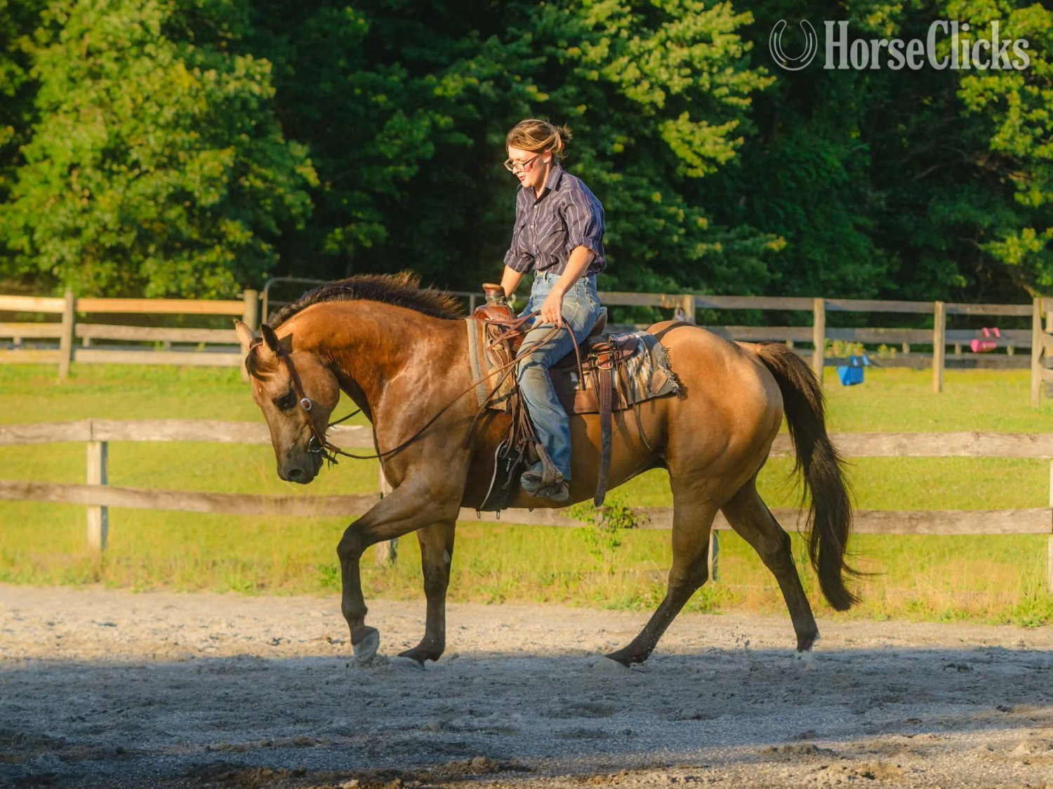 "Halo" Buckskin Gelding Quarter Horse - Quarter Horse