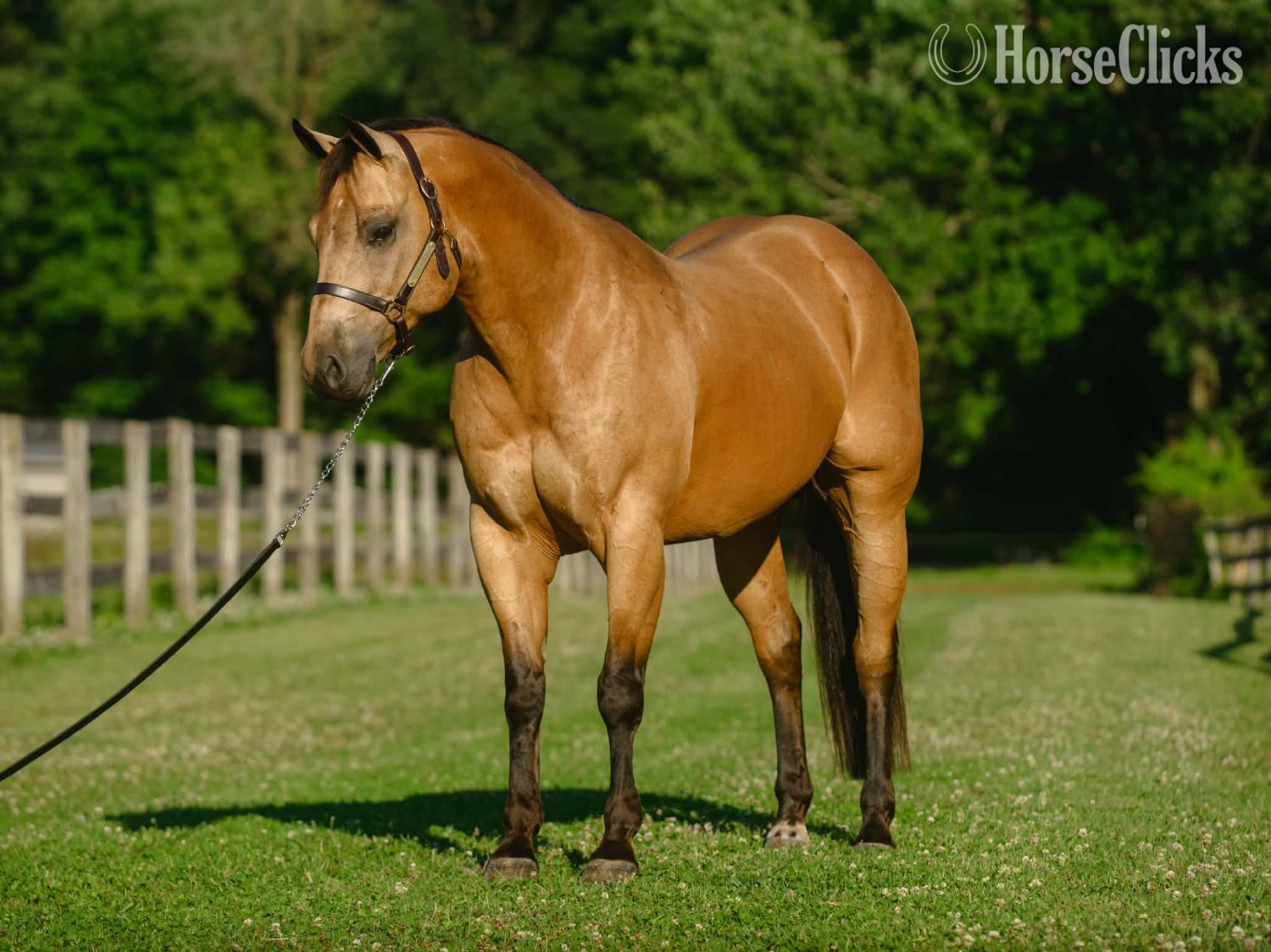 "Halo" Buckskin Gelding Quarter Horse Pennsylvania
