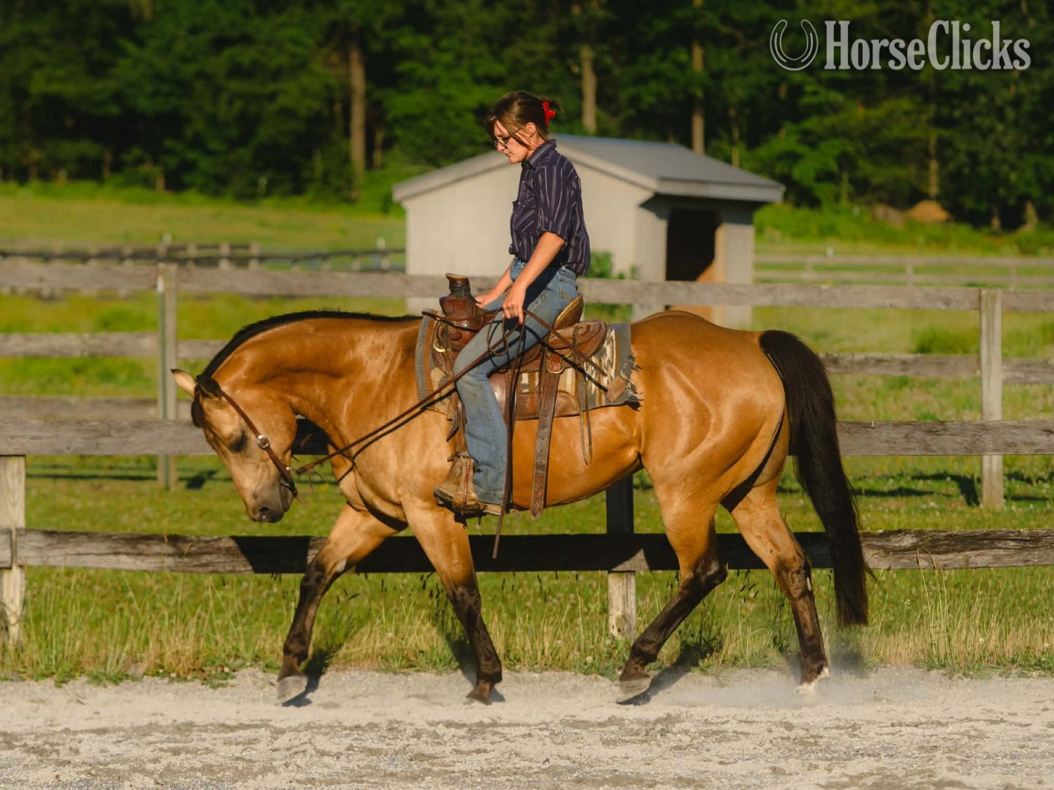 Quarter Horse - "Halo" Buckskin Gelding Quarter Horse