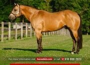 "Halo" Buckskin Gelding Quarter Horse