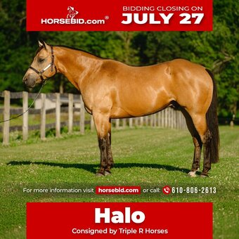 "Halo" Buckskin Gelding Quarter Horse