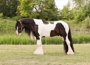 " T-N NOBLE SIR "GIDEON"" Tabiano Gelding Gypsy Vanner