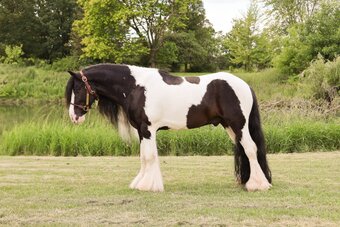 " T-N NOBLE SIR "GIDEON"" Tabiano Gelding Gypsy Vanner