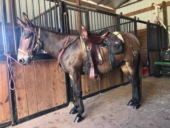 Gaited riding mules for sale clearance
