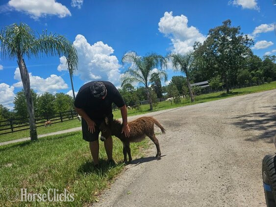 Florida "Sweethearts & Lovebugs " Other Colt Donkey