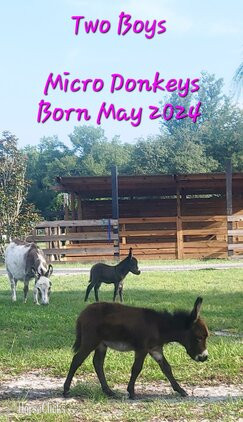 "Sweethearts & Lovebugs " Other Colt Donkey - Donkey in Florida