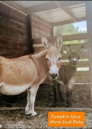 "Sweethearts & Lovebugs " Other Colt Donkey in Florida