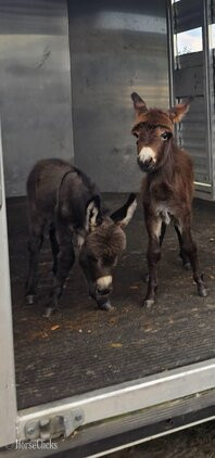 "Sweethearts & Lovebugs " Other Colt Donkey Florida