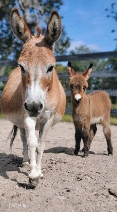 "Sweethearts & Lovebugs " Other Colt Donkey - Donkey