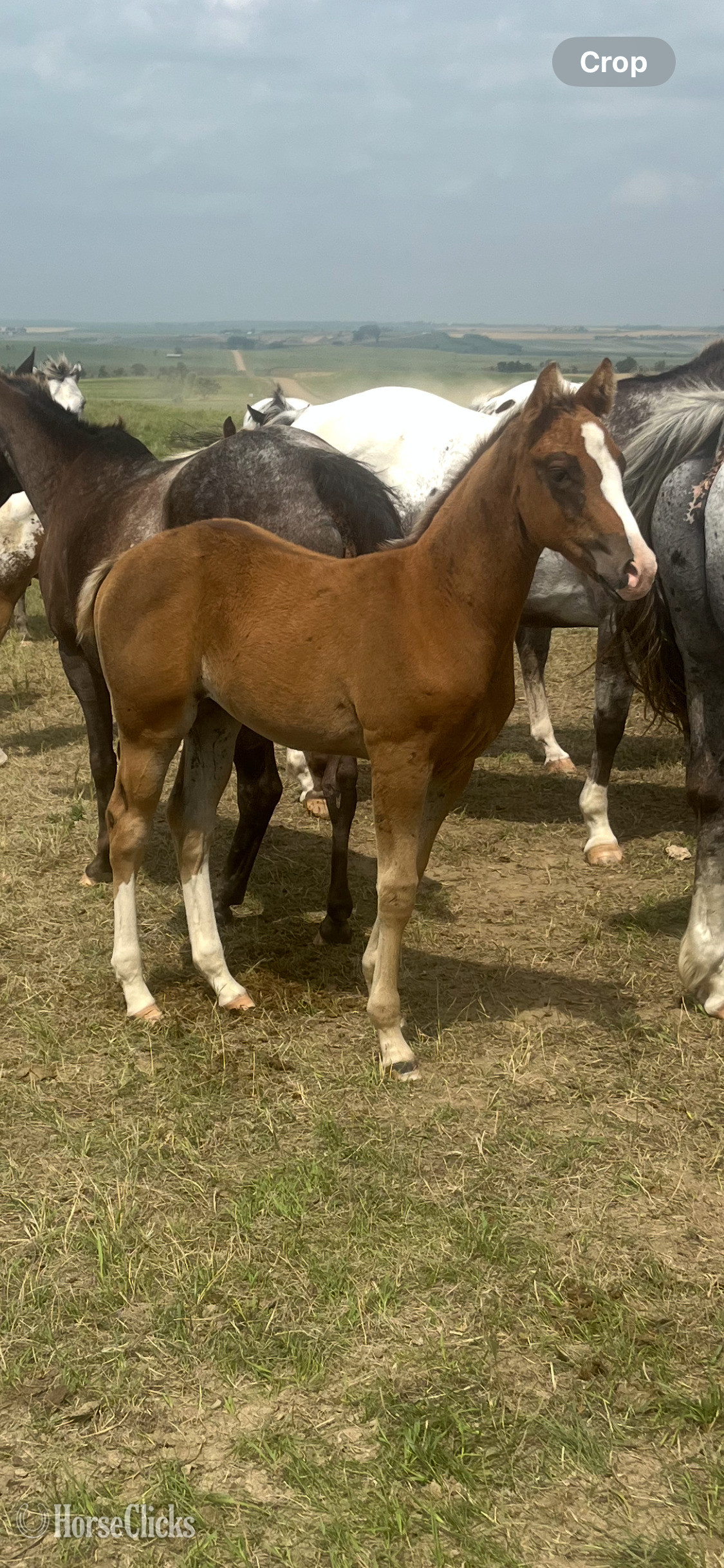 "Luna Filly" Sorrel Filly Appaloosa in North Dakota