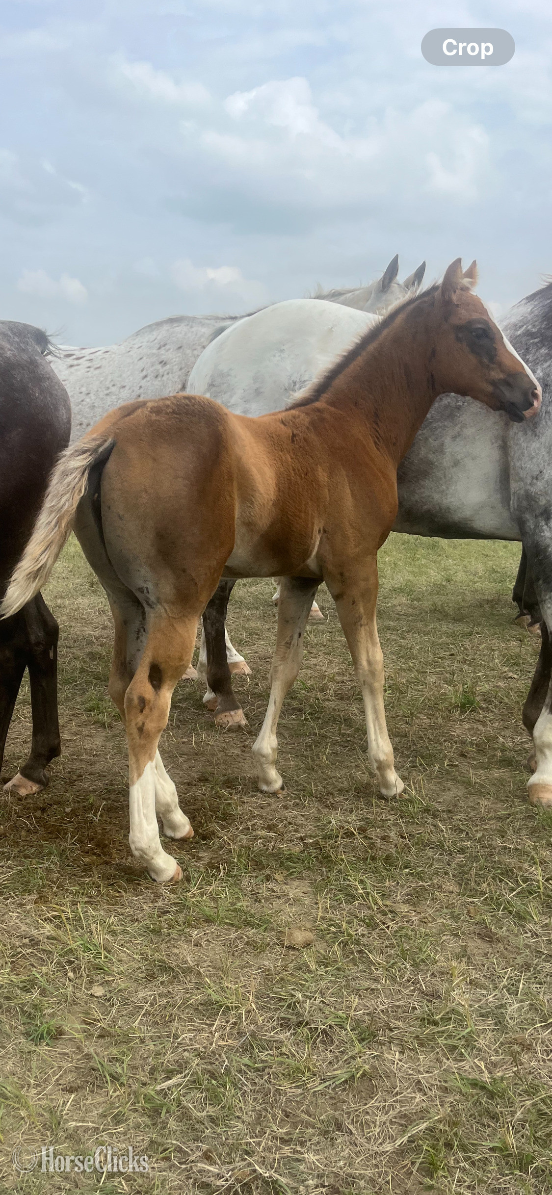 "Luna Filly" Sorrel Filly Appaloosa